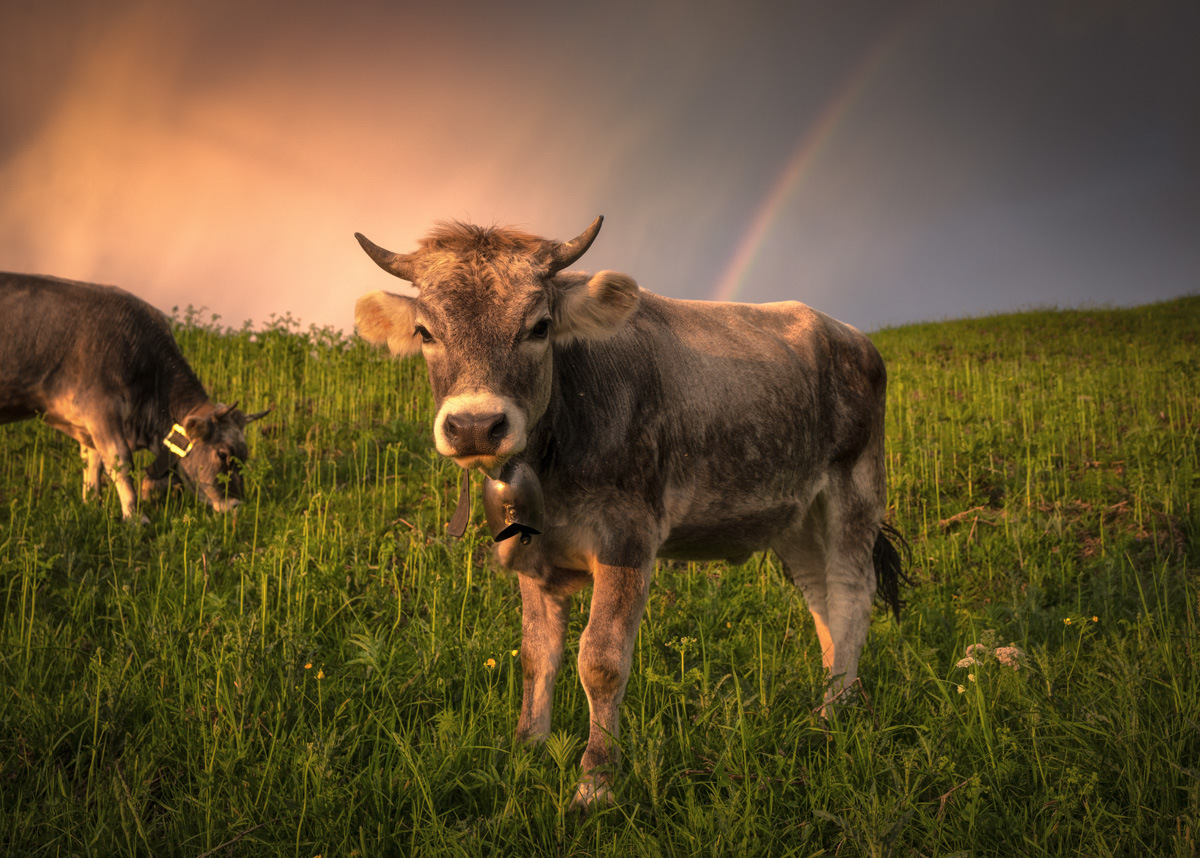 Kuh mit Glocke im Abendrot, Regenbogen über der Allgäuer Alm, Herde bei Oberstdorf - Tierfotografie Oberallgäu