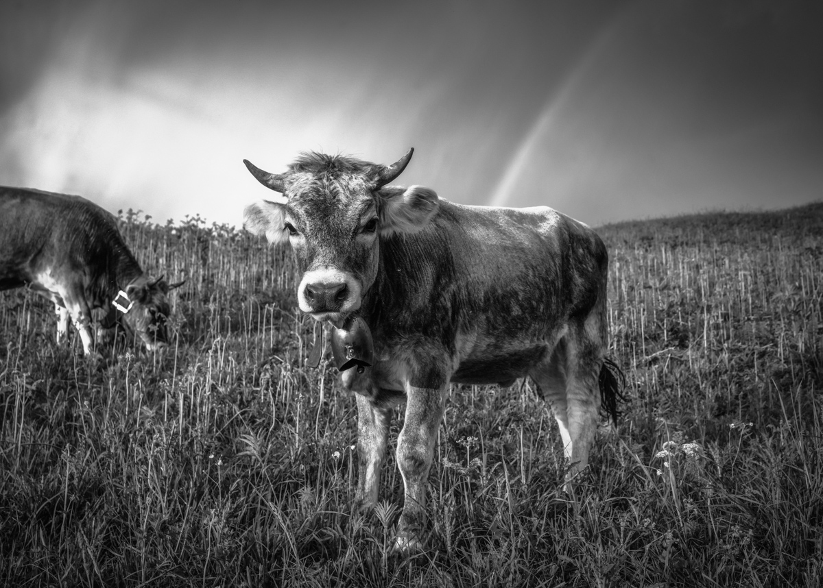 Oberstdorf, Braunvieh im hohen Gras mit Regenbogen, Naturidylle - Tierfotografie Oberallgäu