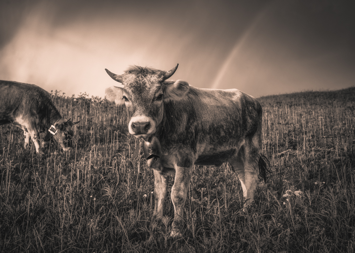 Oberstdorf, Kuh im hohen Gras mit Regenbogen und Gewitterhimmel, Sepia Froschperspektive - Tierfotografie Oberallgäu