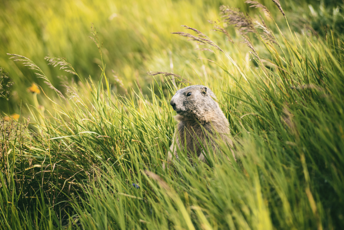 Oberstdorf, Alpenmurmeltier im hohen Berggras im Sommer, Neugieriger Blick - Tierfotografie Allgäu