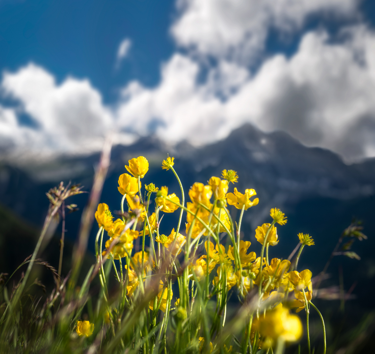 Oberstdorf, Bergblumen vor dramatischem Wolkenhimmel über den Allgäuer Alpen, Alpenglühen - Bergblumenfotografie Allgäu