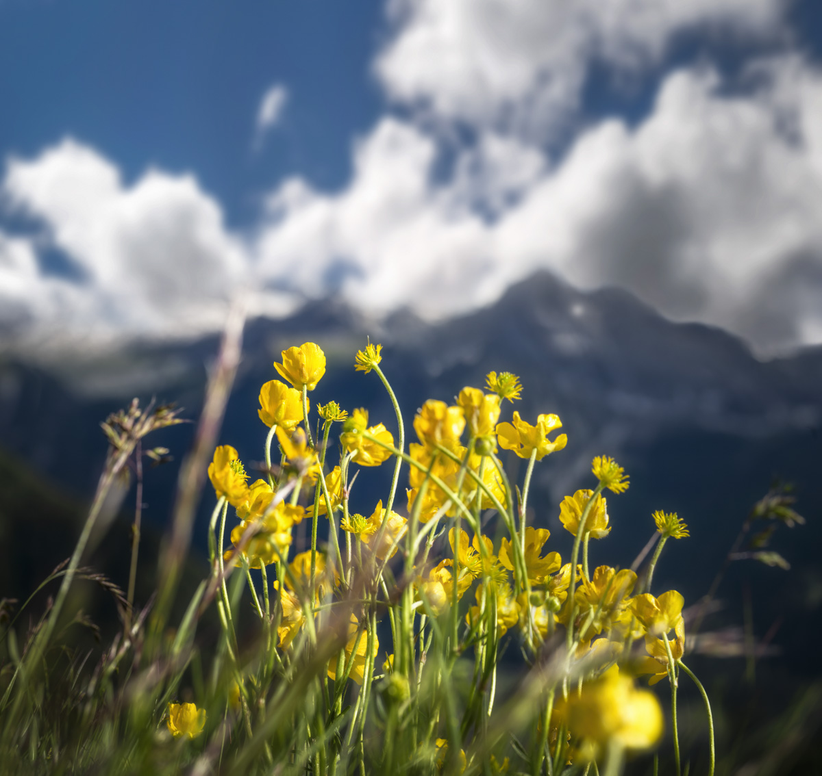 Oberstdorf, Alpenblumen im Gegenlicht vor Bergpanorama, Gelbe Butterblumen unter dramatischem Wolkenhimmel