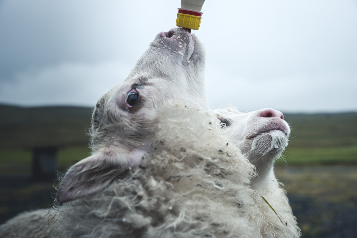 Isländische Lämmer trinken aus Flasche, Niedliche Schaf-Nahaufnahme, Ländliches Island Tierfotografie