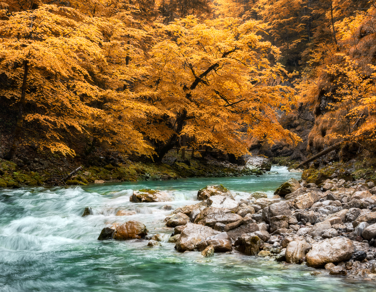 Hinterstein, Goldener Herbst am Gebirgsbach, Indian Summer - Naturfotografie Oberallgäu