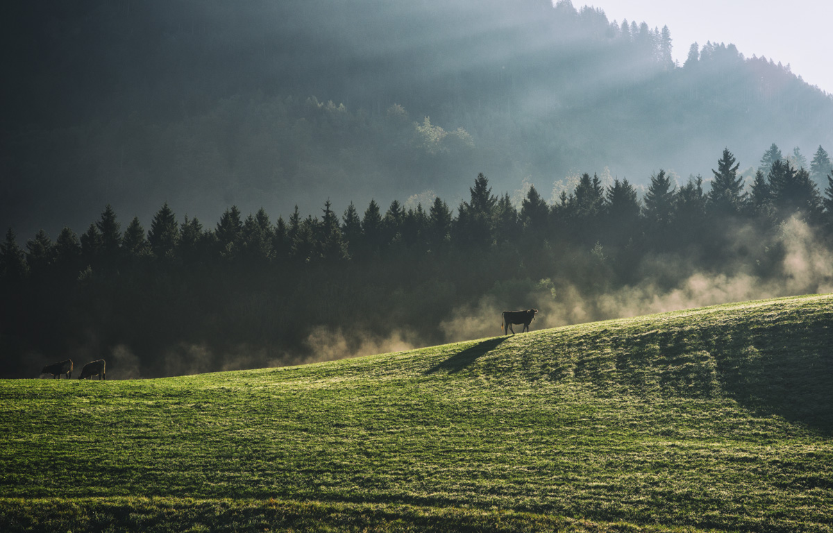 Kühe im Morgennebel, Silhouetten auf grüner Almwiese, Mystische Stimmung im Allgäu - Naturfotografie Oberallgäu