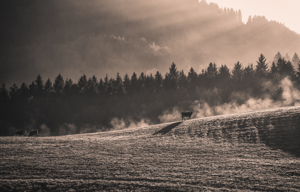 Oberallgäu, Kühe im Morgennebel auf Hügelwiese als Silhouetten, Sepia Stimmung - Tierfotografie Allgäu