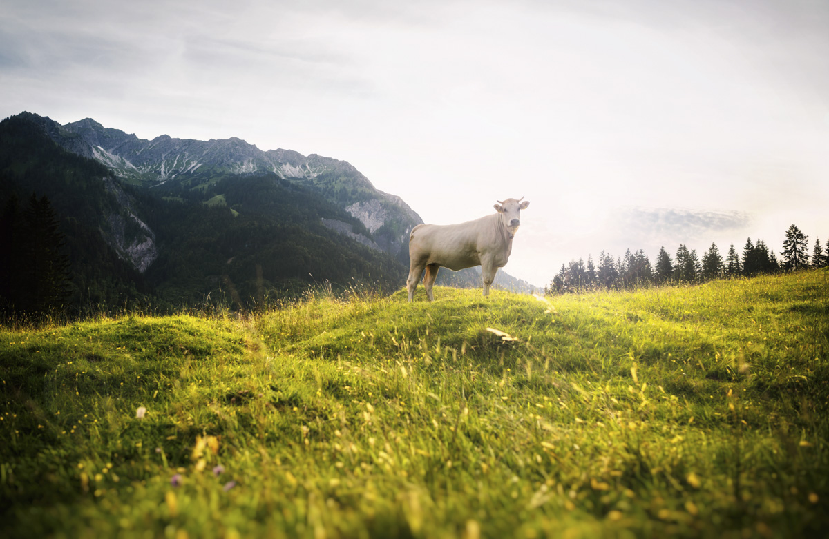 Kuh auf der Bergkuppe, Braunvieh im goldenen Gegenlicht, Sommeridylle auf der Alm - Naturfotografie Oberallgäu