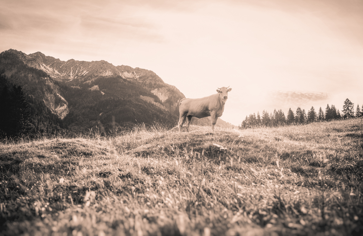 Oberallgäu, Kuh auf Almhügel im Gegenlicht mit Bergpanorama, Sepia Weite - Tierfotografie Allgäu