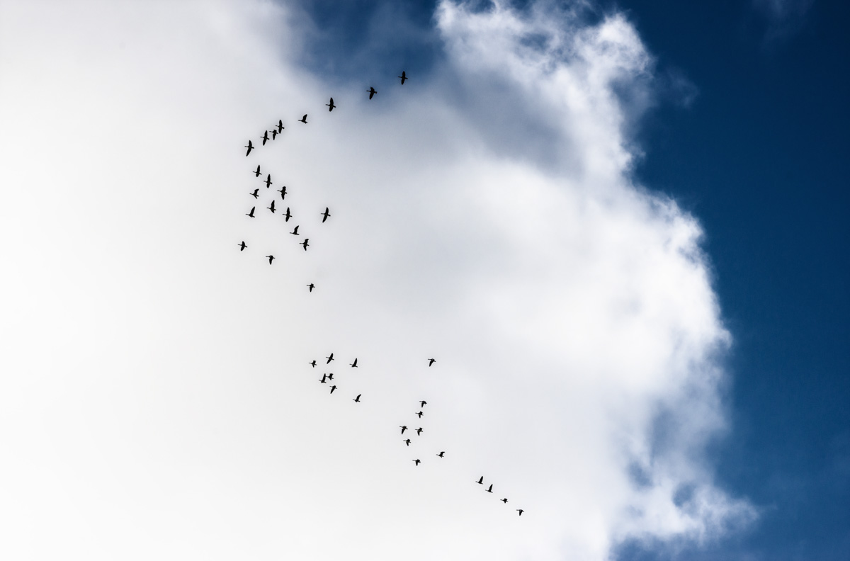 Vogelschwarm als Silhouetten am Himmel, Minimalistisches Naturbild Island, Vögel über Wolken Blau und Weiß