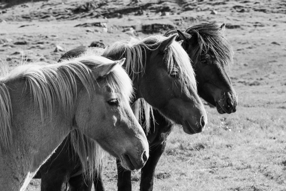 Drei Islandpferde Porträt, Wehende Mähnen Schwarz-Weiß, Islandpony Tierfotografie Island