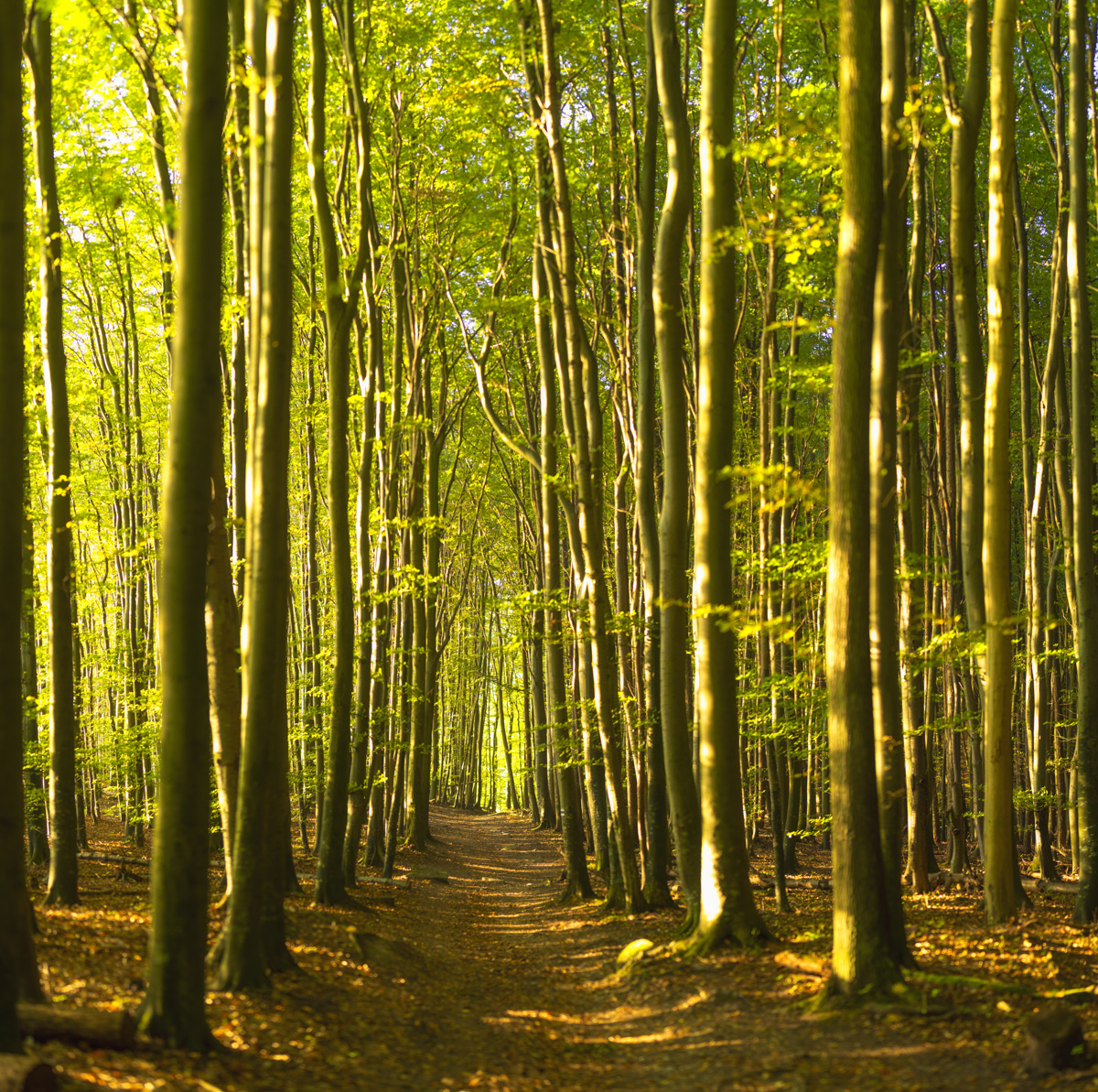 Rügen, Buchenwald Jasmund, Waldkathedrale, Sonnenlicht - Naturfotografie Ostsee
