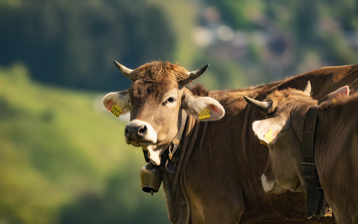 Oberstdorf, Allgäuer Braunvieh-Paar mit Kuhglocke, Nahaufnahme zweier Almkühe im Sommerlicht - Landschaftsfotografie Allgäu