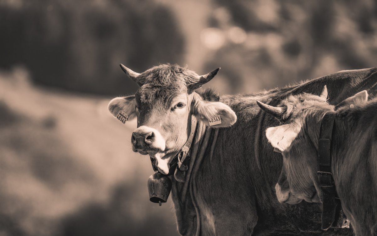 Oberstdorf, Zwei Kühe im Seitenprofil mit Glocken und Ohrmarken, Sepia Almszene - Tierfotografie Oberallgäu
