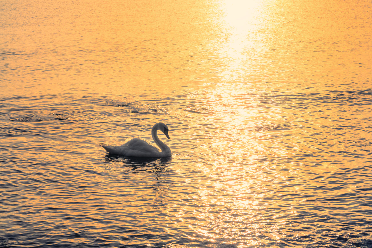 Sassnitz, Schwan im Morgengold, Sonnenaufgang an der Ostsee - Naturfotografie Rügen