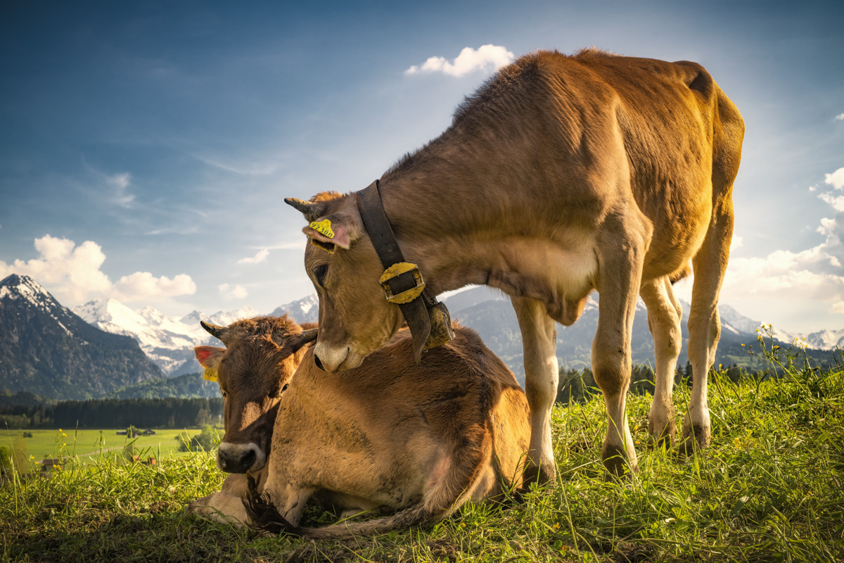 Oberstdorf, Zwei Allgäuer Jungkühe beim Kuscheln, Zärtliche Szene auf der Almwiese vor Bergpanorama - Landschaftsfotografie
