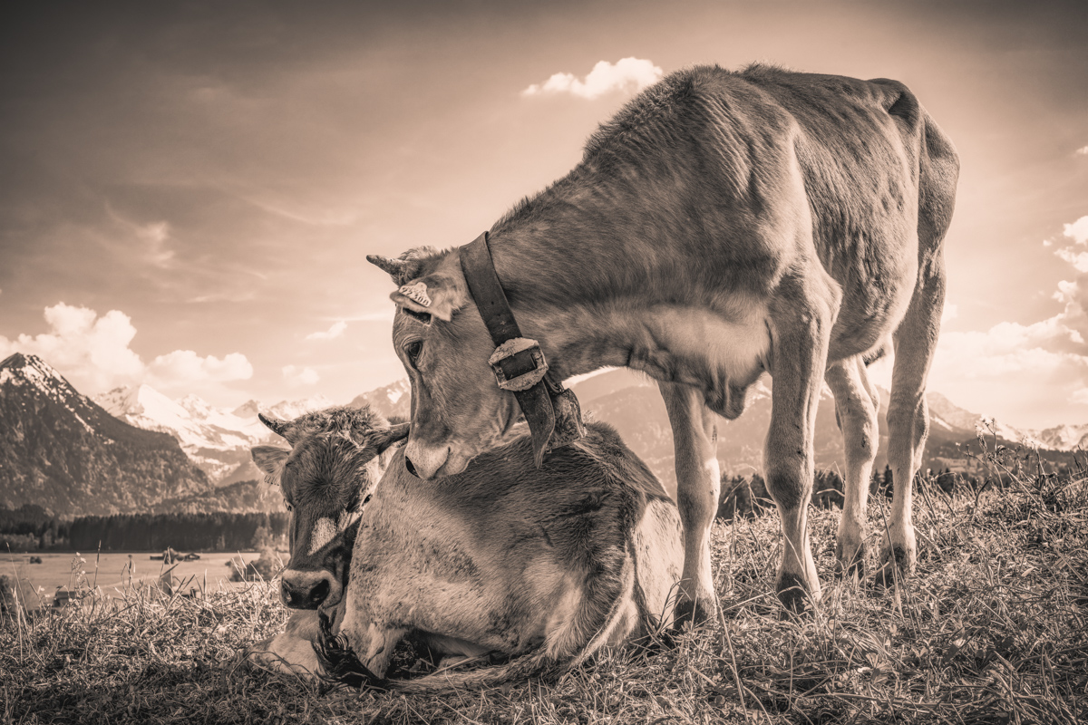 Oberstdorf, Kuh beschnuppert liegende Artgenossin aus Froschperspektive, Sepia Interaktion - Tierfotografie Oberallgäu