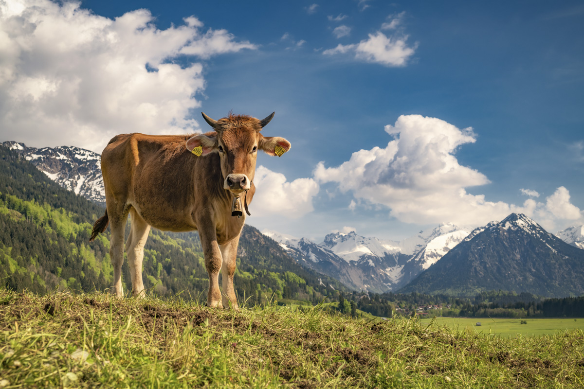 Oberstdorf, Junges Allgäuer Braunvieh vor schneebedecktem Alpenpanorama, Neugierige Almkuh auf der Frühlingsweide