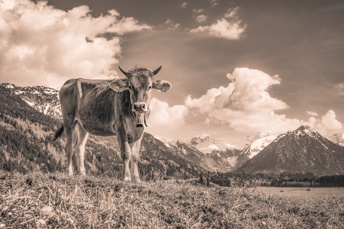 Oberstdorf, Kuh frontal auf Almhügel mit Schneegipfel-Panorama, Sepia Bergidylle - Tierfotografie Oberallgäu