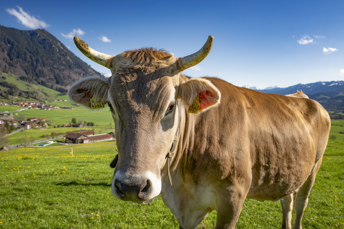 Rettenberg, Allgäuer Braunvieh vor dem Grünten, Neugierige Almkuh auf Löwenzahnwiese im Frühling - Landschaftsfotografie
