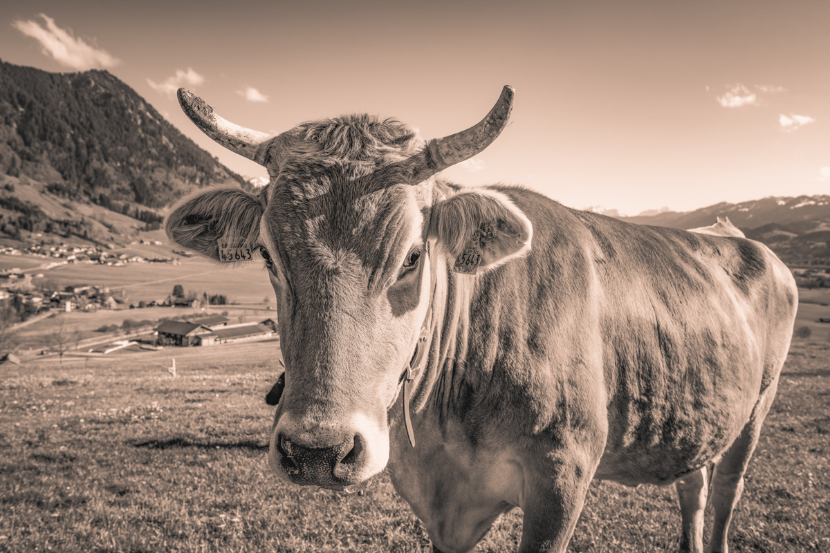 Rettenberg, Kuh-Portrait frontal mit imposanten Hörnern und Dorfpanorama, Sepia Nahaufnahme - Tierfotografie Oberallgäu