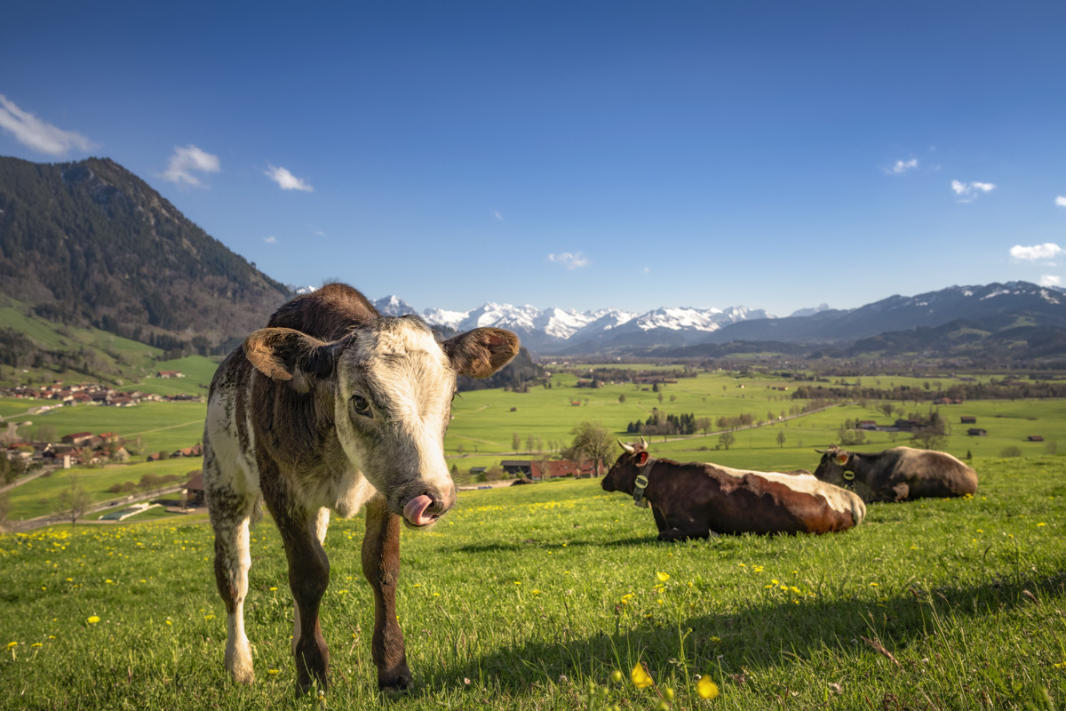 Rettenberg, Neugieriges Kalb auf der Löwenzahnwiese vor dem Grünten, Junges Braunvieh im Allgäuer Frühling