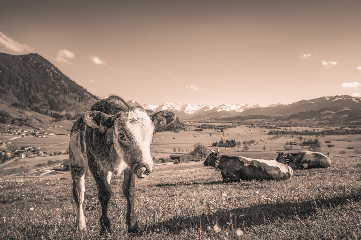 Rettenberg, Jungrind frontal mit Glocke und Schneegipfel-Panorama, Sepia Frühlingsweide - Tierfotografie Oberallgäu