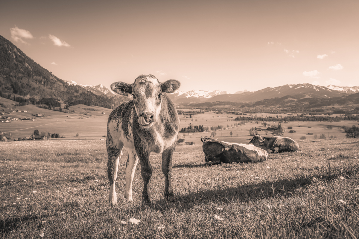 Rettenberg, Kalb mit Glocke auf Löwenzahnwiese mit Bergpanorama, Sepia Frühling - Tierfotografie Oberallgäu