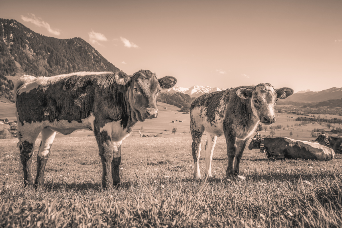 Rettenberg, Zwei Jungrinder auf der Frühlingsweide, Neugier - Tierfotografie Oberallgäu