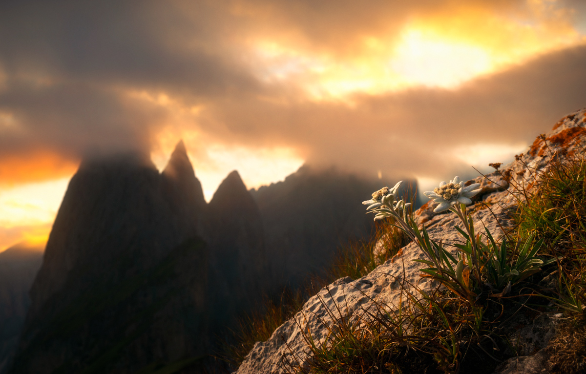 Dolomiten, Edelweiß auf dem Felsvorsprung vor dramatischen Bergspitzen im Sonnenuntergang, Episch - Bergblumenfotografie