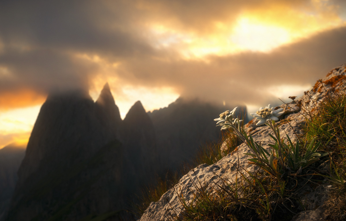 Dolomiten, Edelweiß am Fels, Dramatischer Sonnenuntergang - Landschaftsfotografie Südtirol