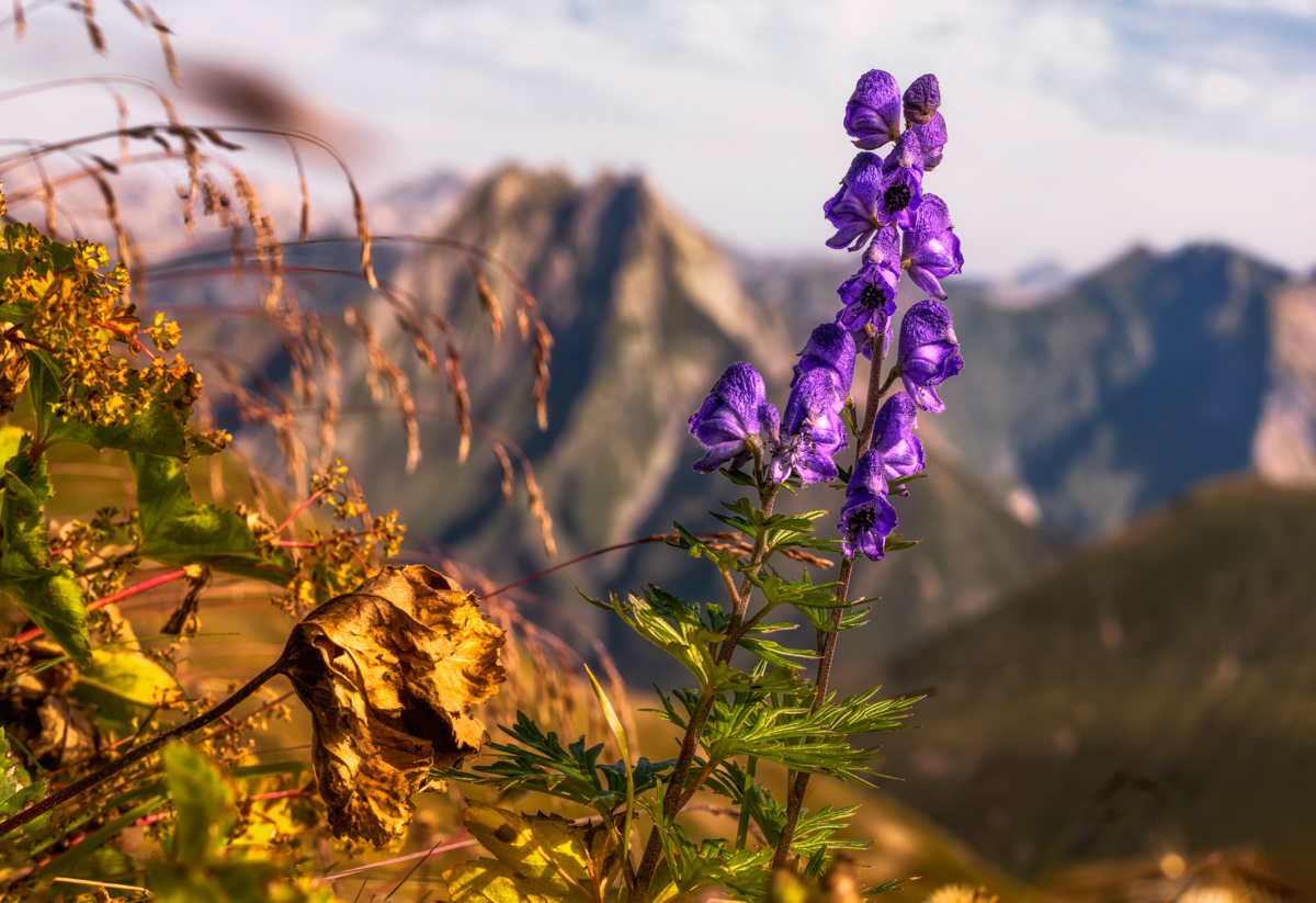 Oberstdorf, Blauer Eisenhut vor der Höfats im herbstlichen Oberallgäu, Bergblumenmagie - Blumenfotografie Allgäu