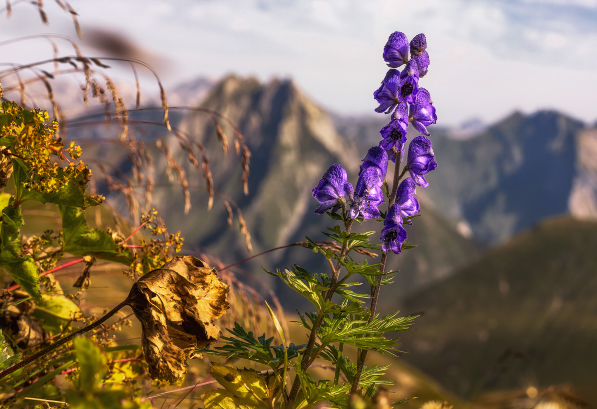 Oberstdorf, Blauer Eisenhut vor Höfats, Herbstliche Bergblumen - Landschaftsfotografie Oberallgäu