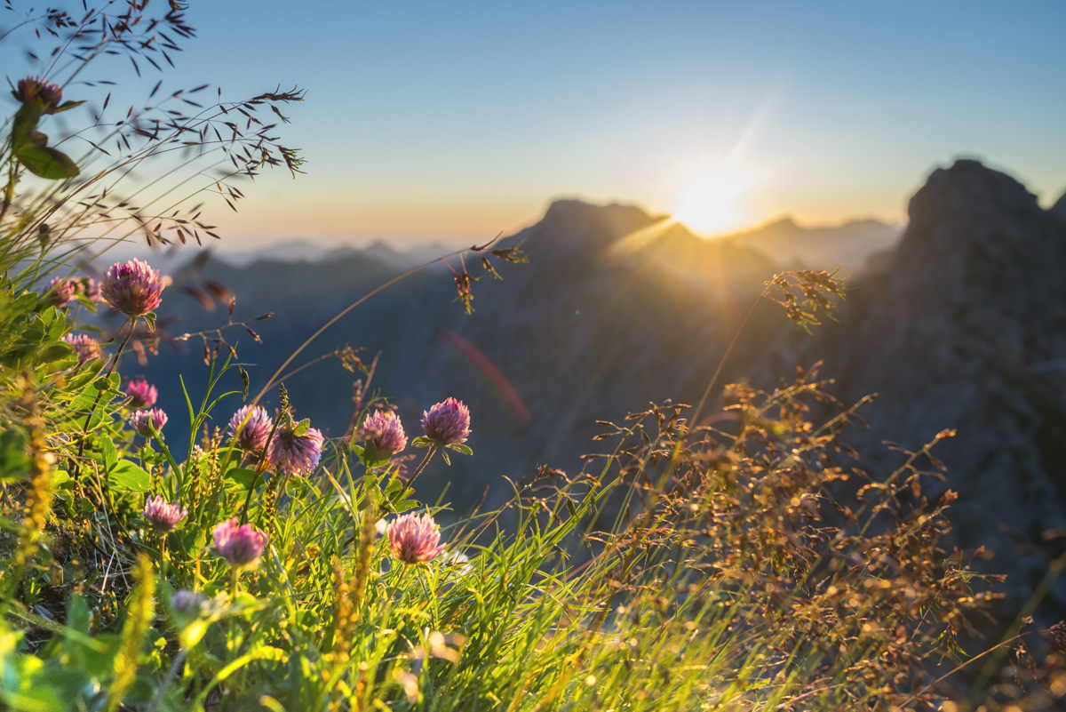 Nebelhorn, Bergklee im Alpenglühen, Sommerabend über Oberstdorf - Landschaftsfotografie Oberallgäu