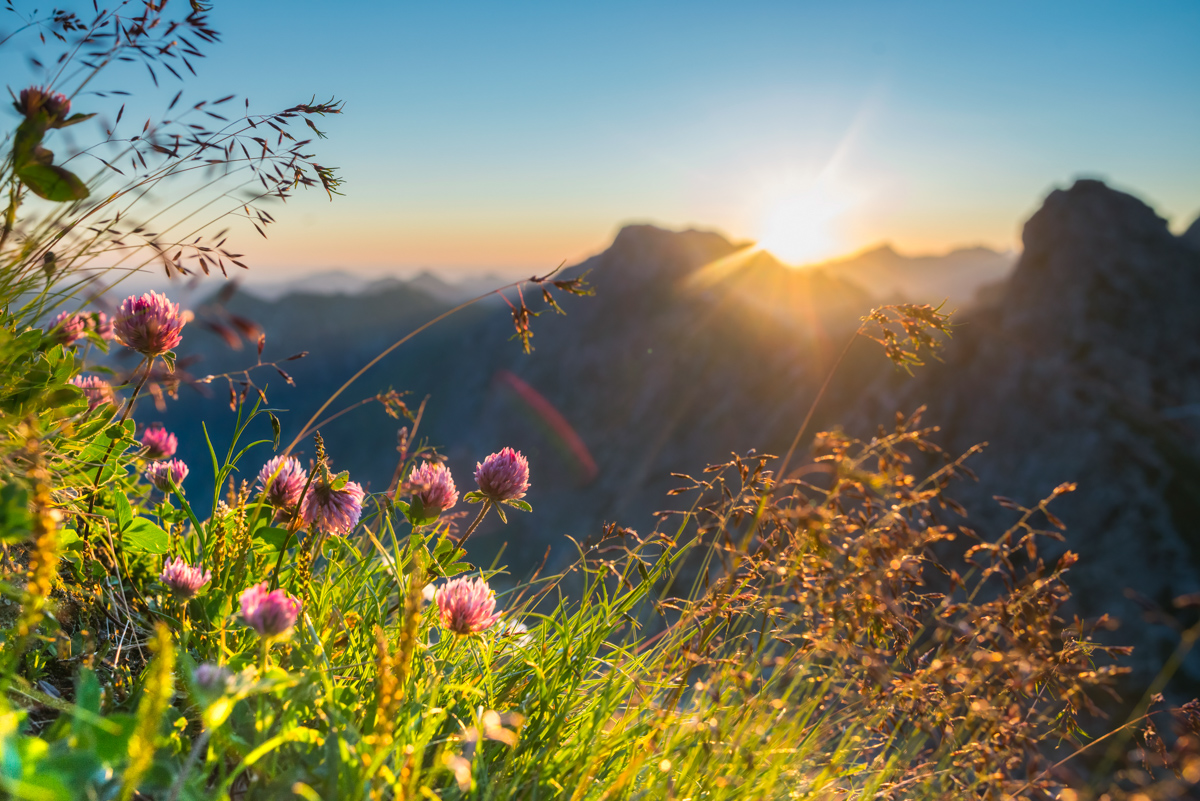 Nebelhorn, Alpenkleeblüten vor dem Allgäuer Bergpanorama im Sonnenuntergang, Alpenglühen - Bergblumenfotografie Allgäu