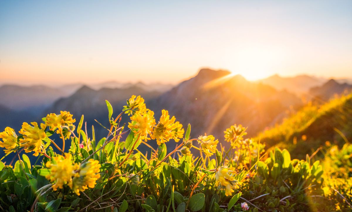 Oberstdorf, Gelbe Bergblumen im goldenen Alpenglühen über dem Oberallgäu, Sonnenstrahlen - Bergblumenfotografie Allgäu