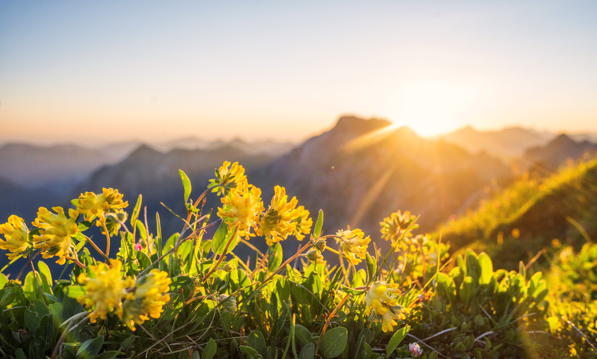 Oberstdorf, Gelbe Alpenblumen im Abendlicht, Alpenglühen bei Sonnenuntergang - Landschaftsfotografie Oberallgäu