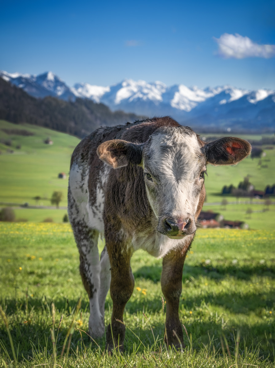 Rettenberg, Jungrind vor Allgäuer Alpenpanorama, Frühling am Grünten - Landschaftsfotografie Oberallgäu