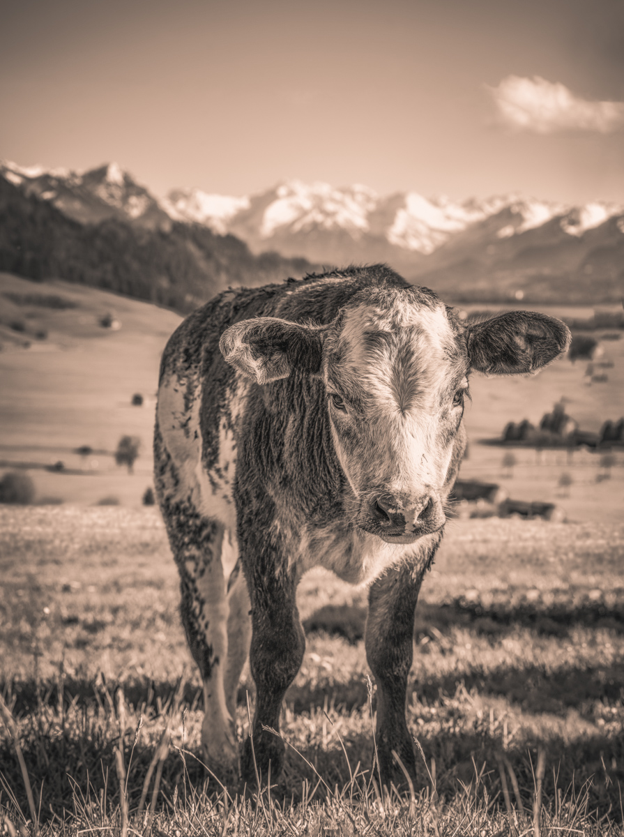 Rettenberg, Neugieriges Jungrind im Hochformat, Portrait - Tierfotografie Oberallgäu