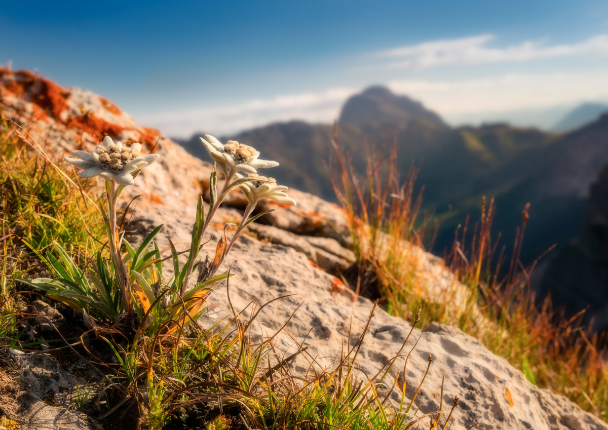 Dolomiten, Edelweiß im Morgenlicht, Alpenglühen - Naturfotografie Südtirol
