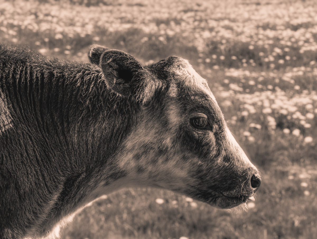 Rettenberg, Kalb im Profil auf Löwenzahnwiese, Bokeh - Tierfotografie Oberallgäu
