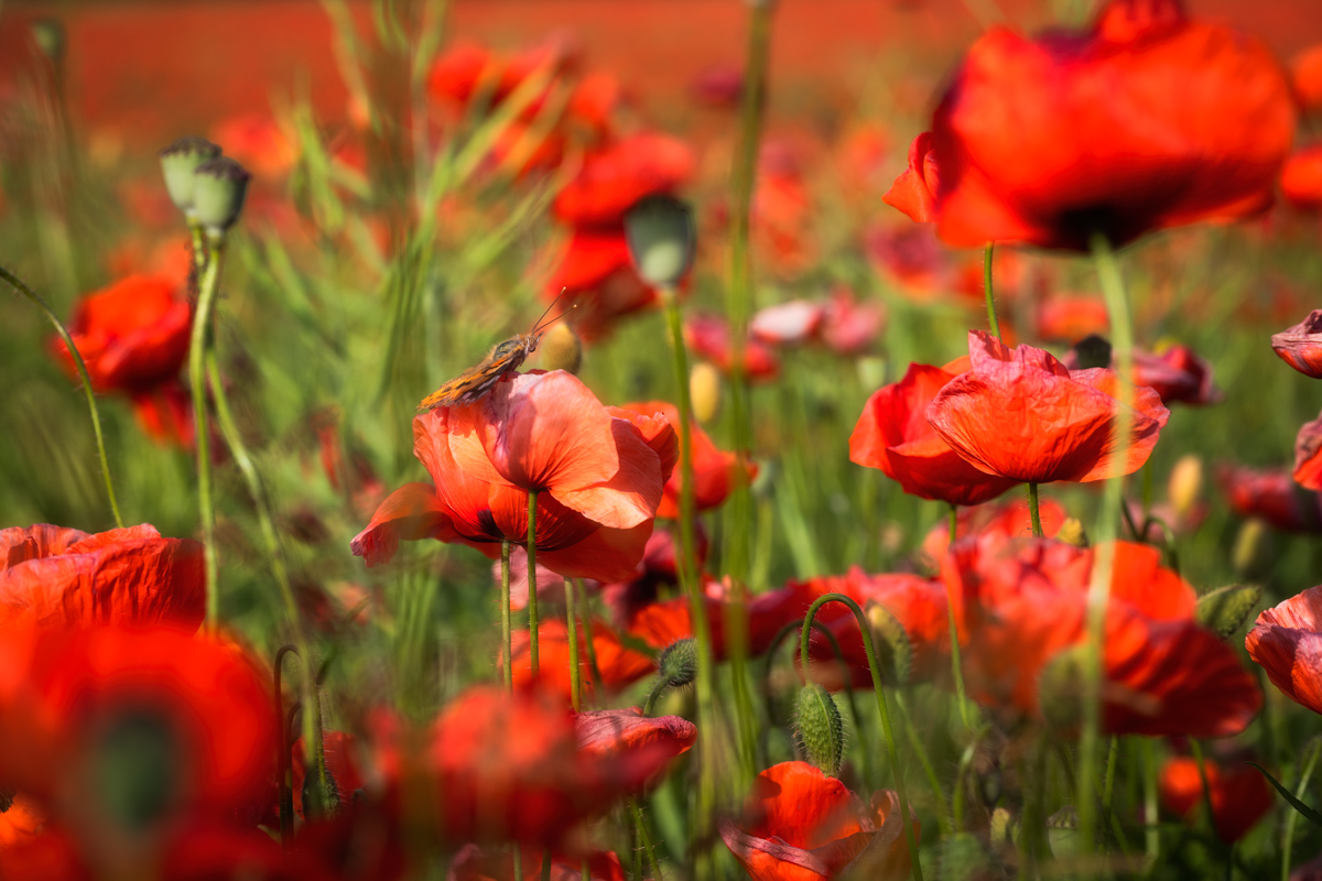Mohnfeld, Rotes Klatschmohnmeer mit Schmetterling im Sommerlicht, Lebensfreude - Blumenfotografie