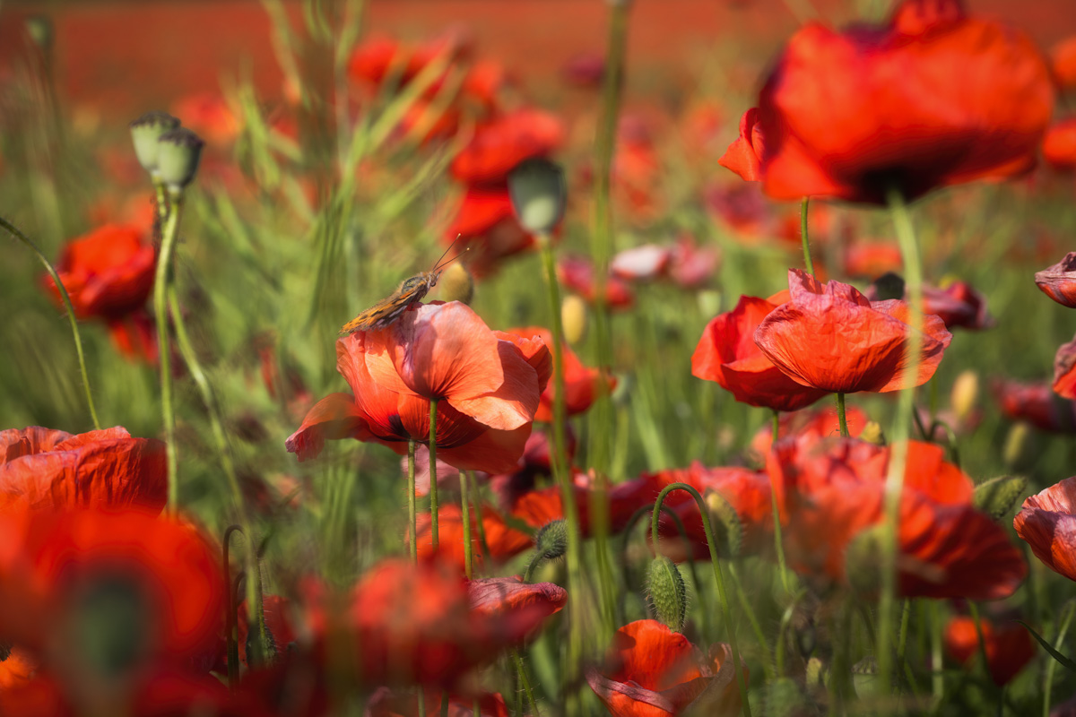 Allgäu, Mohnblumen mit Schmetterling, Sommerliche Blütenpracht - Naturfotografie Bayern