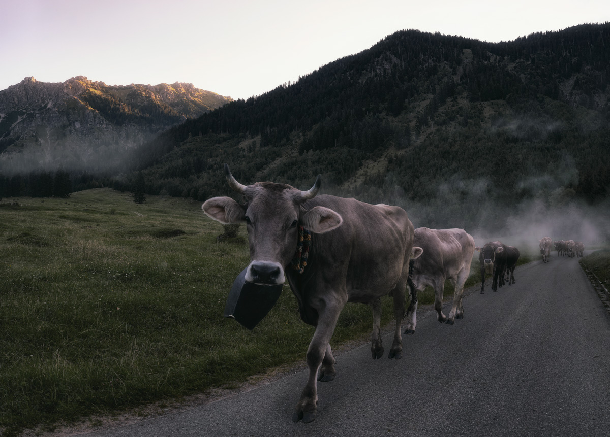 Hinterstein, Viehscheid in der Morgendämmerung, Kühe auf dem Almweg - Landschaftsfotografie Oberallgäu
