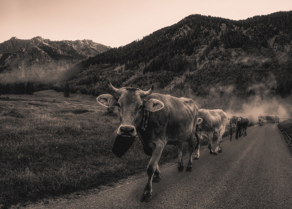 Hinterstein, Kuhherde auf der Bergstraße, Almabtrieb - Tierfotografie Oberallgäu