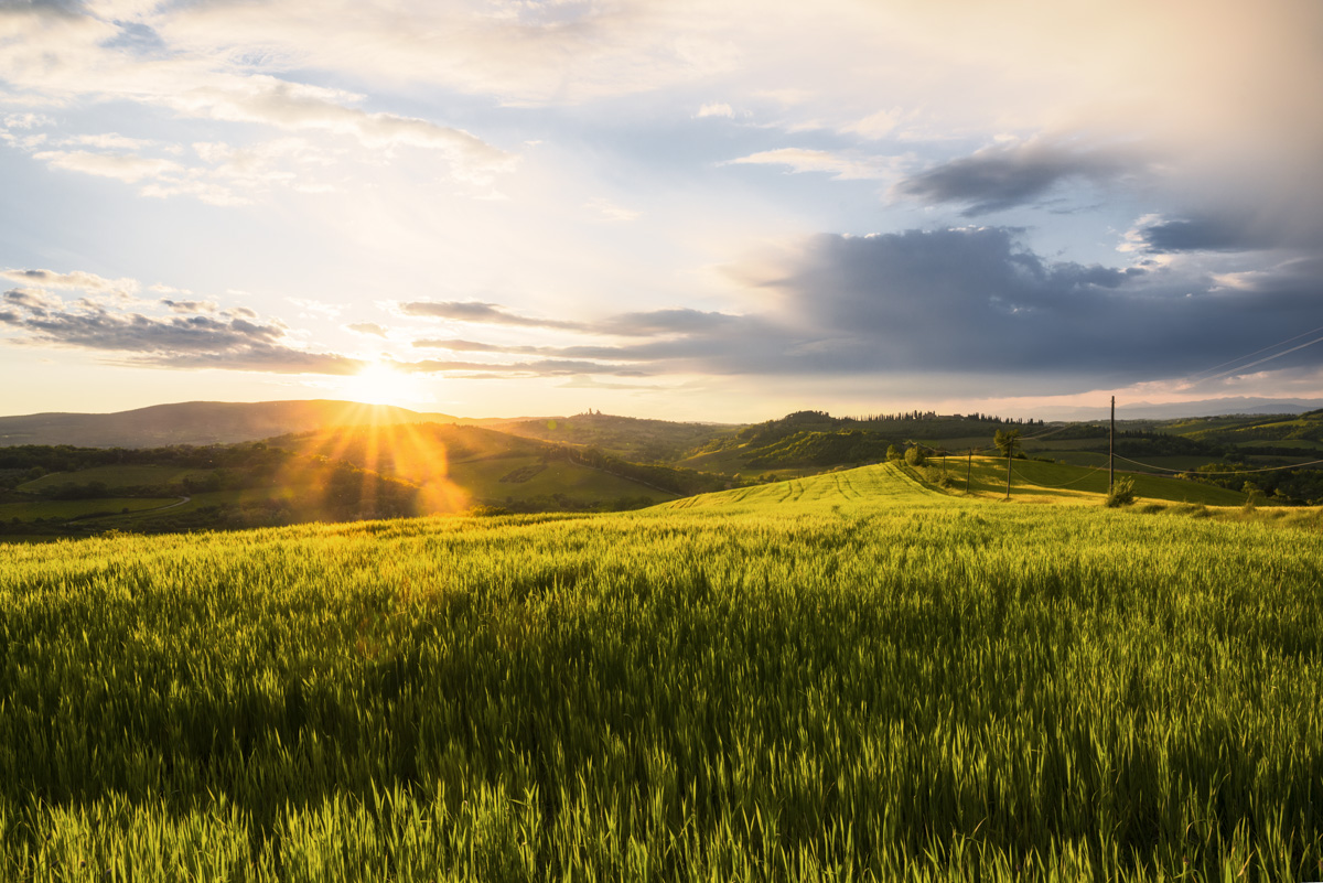 Toskanisches Weizenfeld bei Sonnenuntergang, Goldener Sonnenstern über grünen Hügeln, Idyllische Landschaft in der Toskana