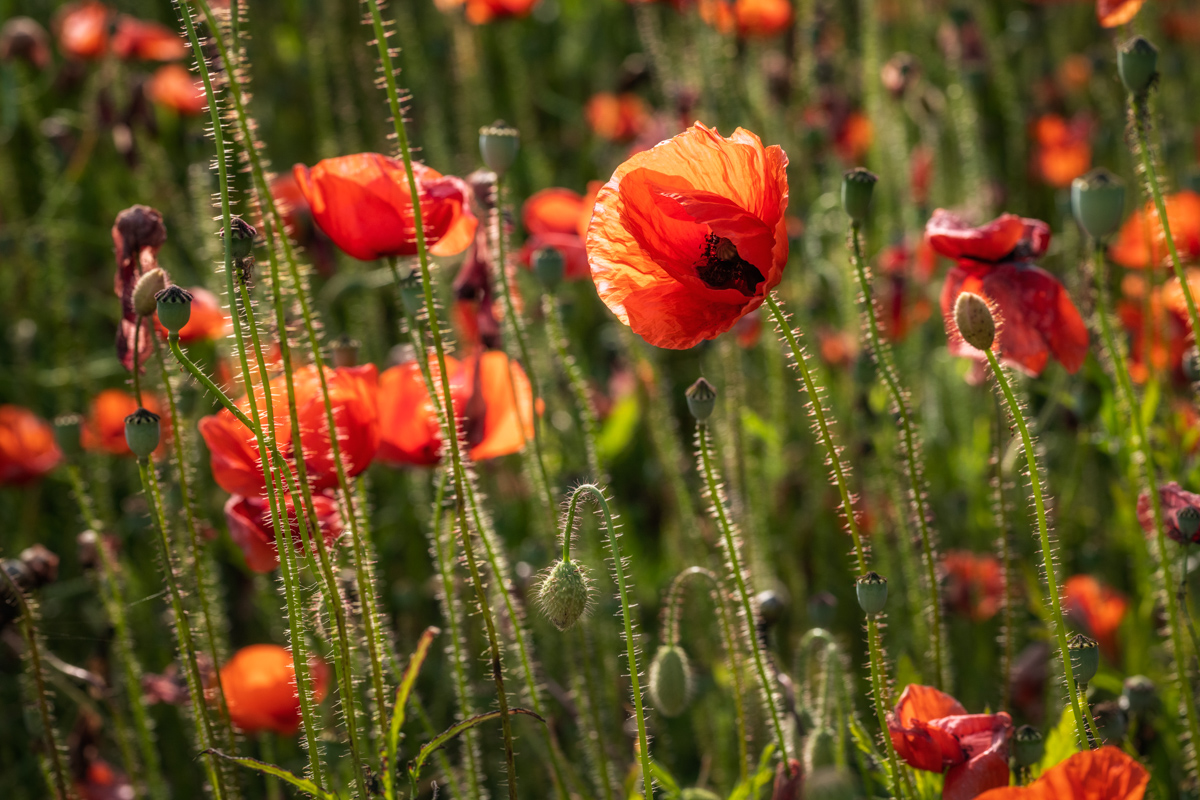 Klatschmohn, Mohnblüten und Knospen im warmen Seitenlicht auf dem Sommerfeld, Vergänglichkeit - Blumenfotografie