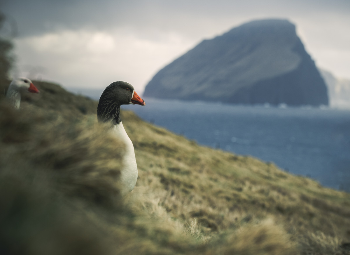 Färöer Gans, Porträt einer Wildgans vor Felsinsel und Fjord, Sanft - Tierfotografie Nordatlantik