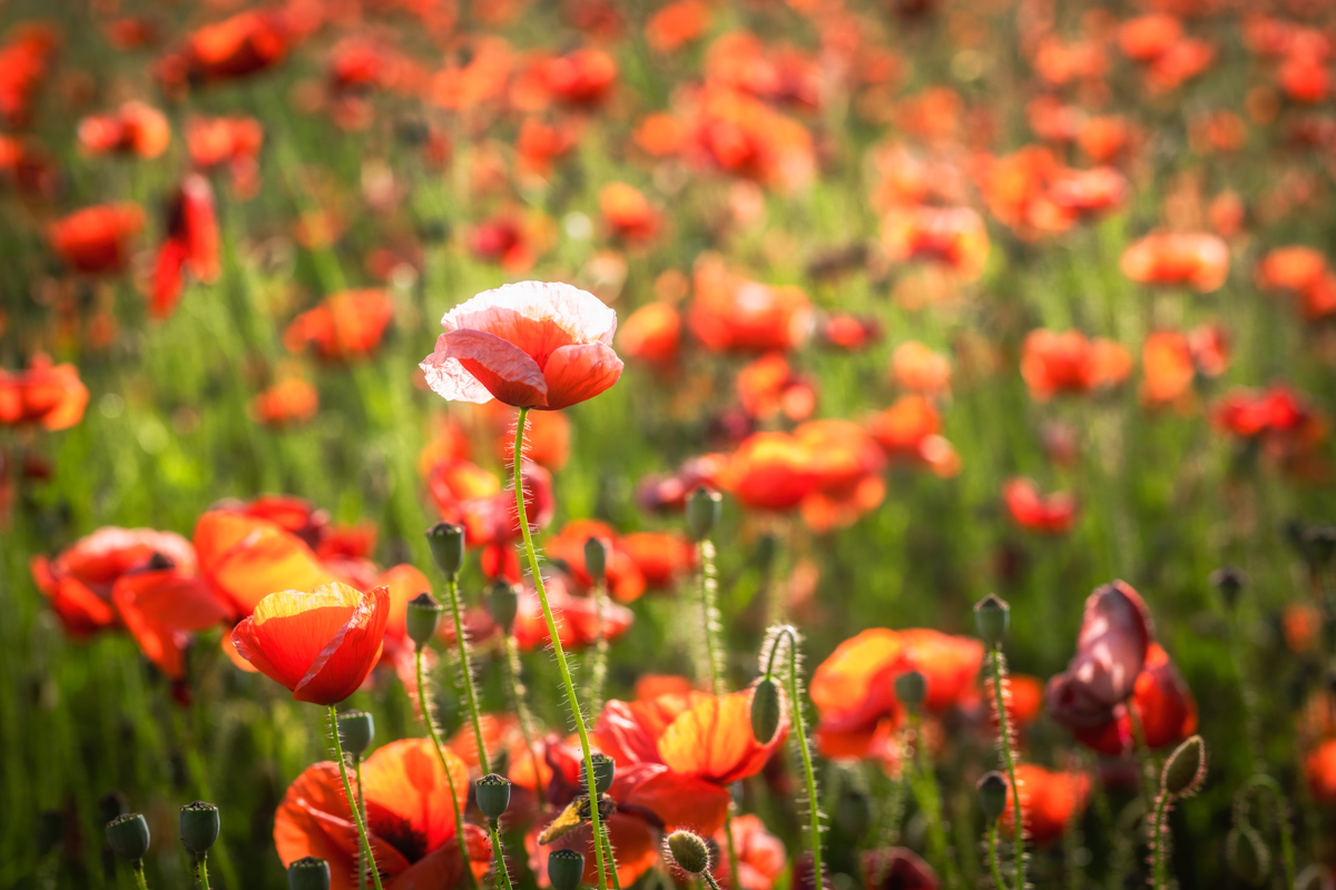 Blumenfeld, Weißer Mohn inmitten roter Klatschmohnblüten auf dem Sommerfeld, Einzigartigkeit - Blumenfotografie