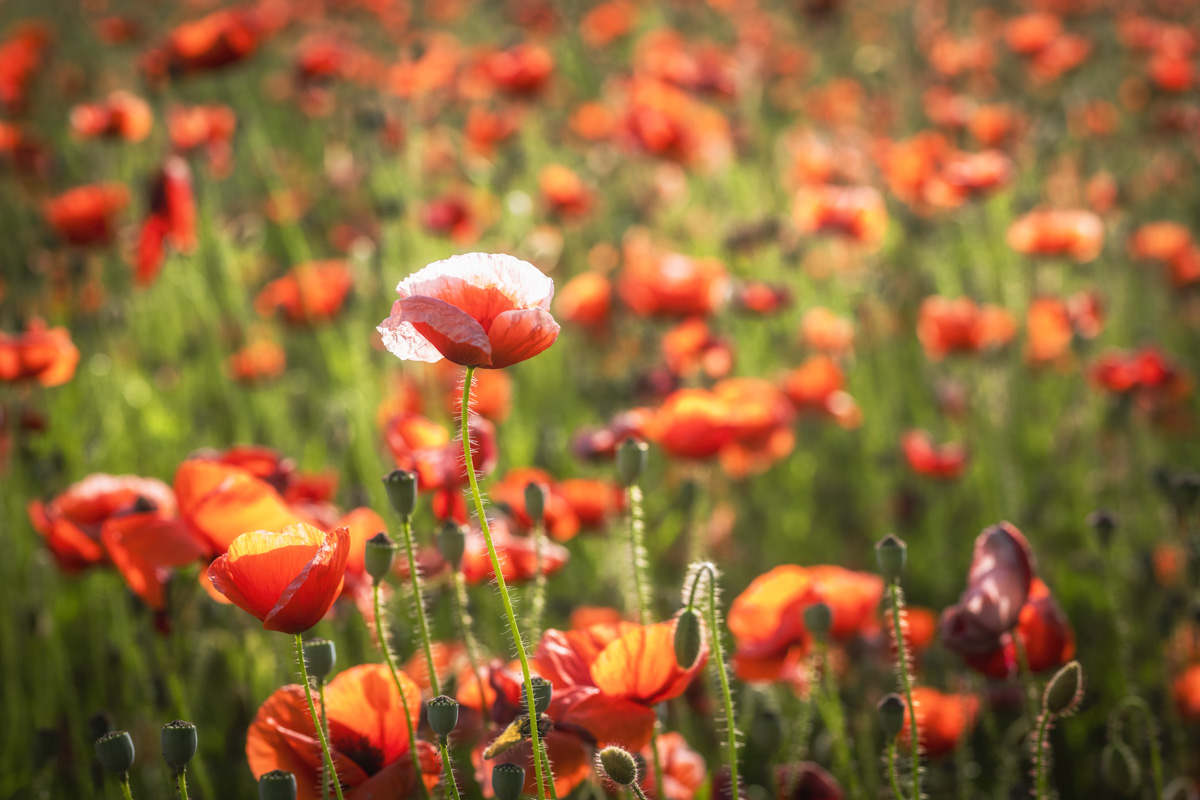 Allgäu, Mohnfeld im Gegenlicht, Leuchtende Sommerblüten - Naturfotografie Bayern