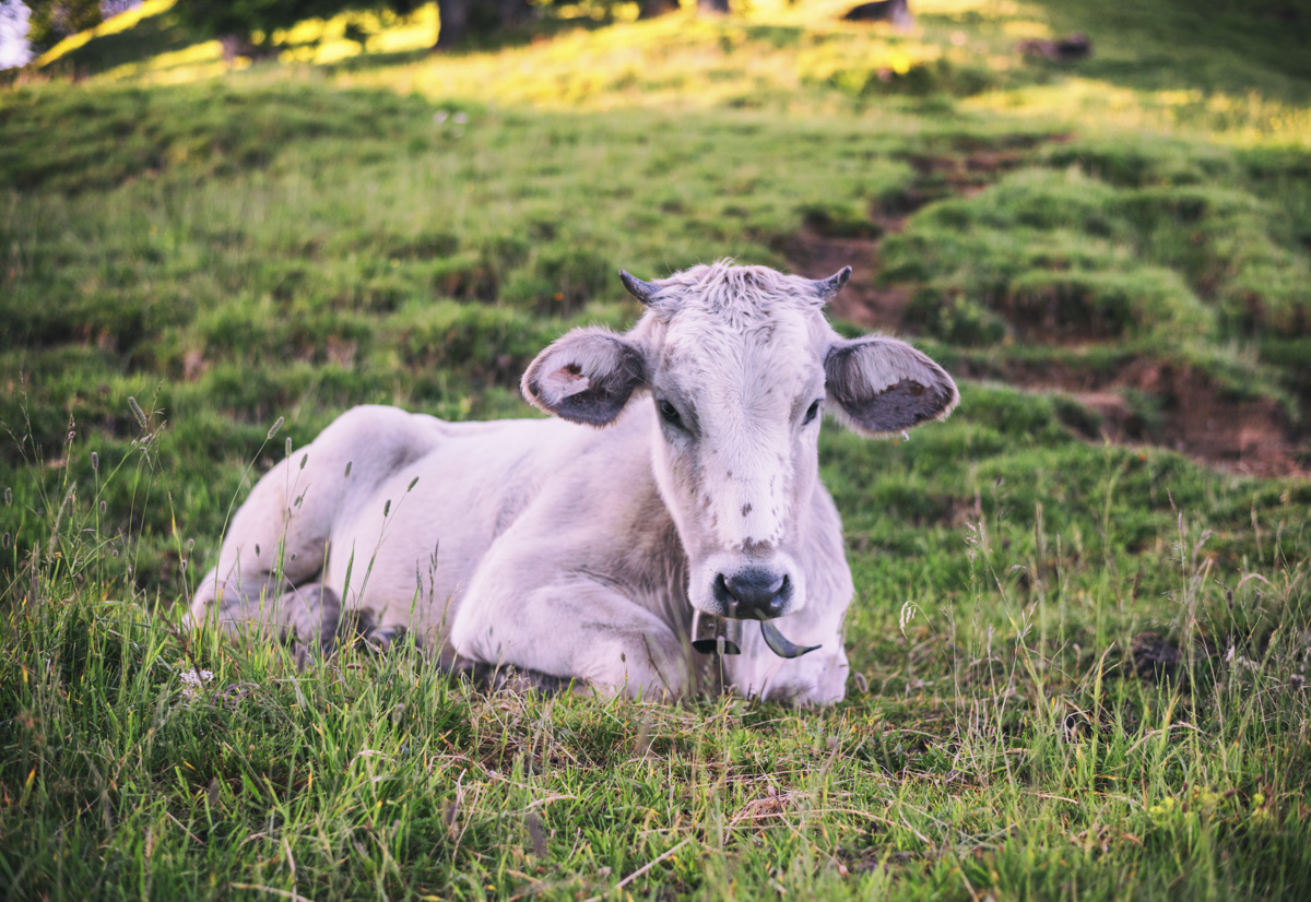 Ruhende Kuh auf der Almwiese, Braunvieh im Sommergras, Friedliche Idylle im Allgäu - Tierfotografie Oberallgäu